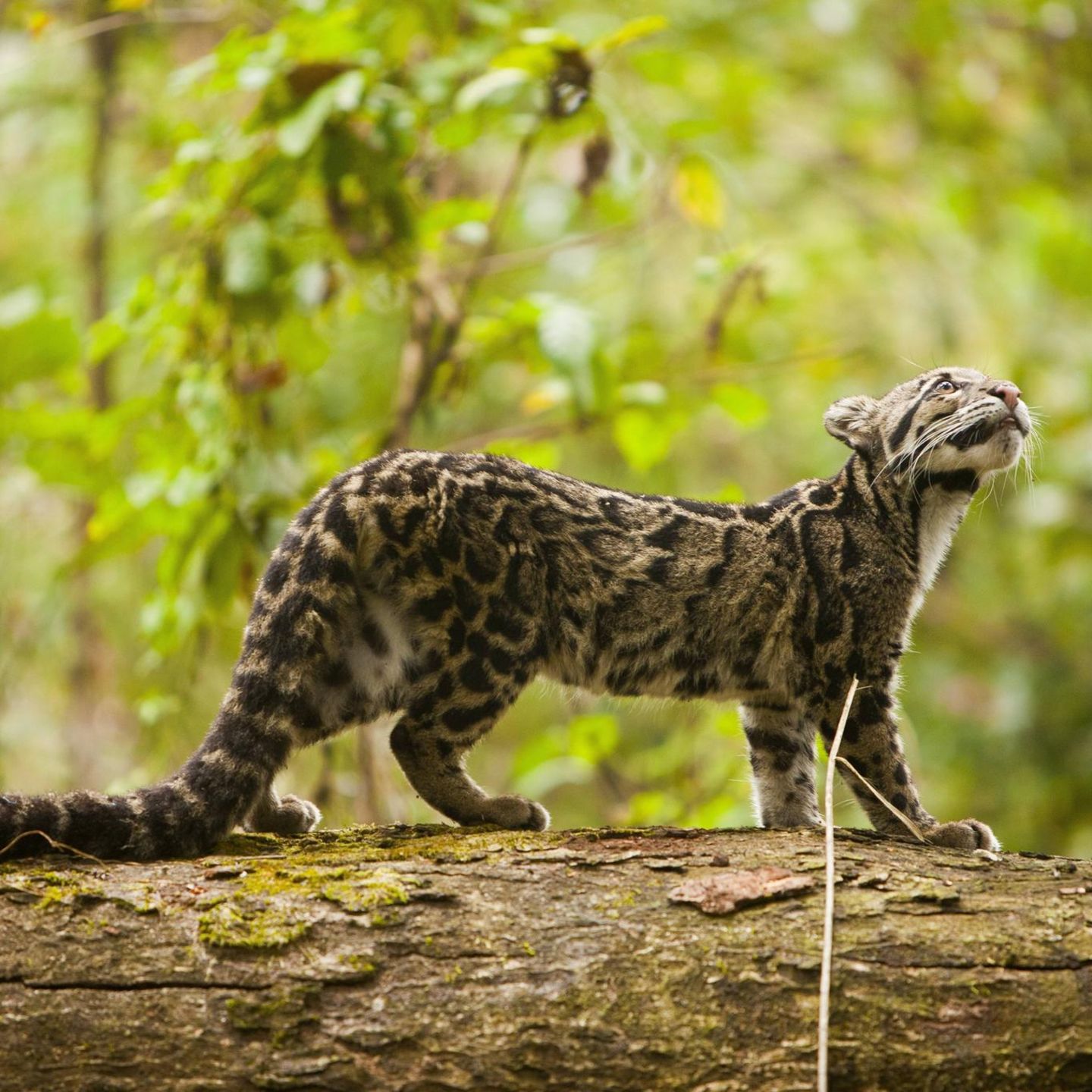Katze Wildkatze Nebelparder