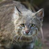 Katze Wildkatze Pampaskatze