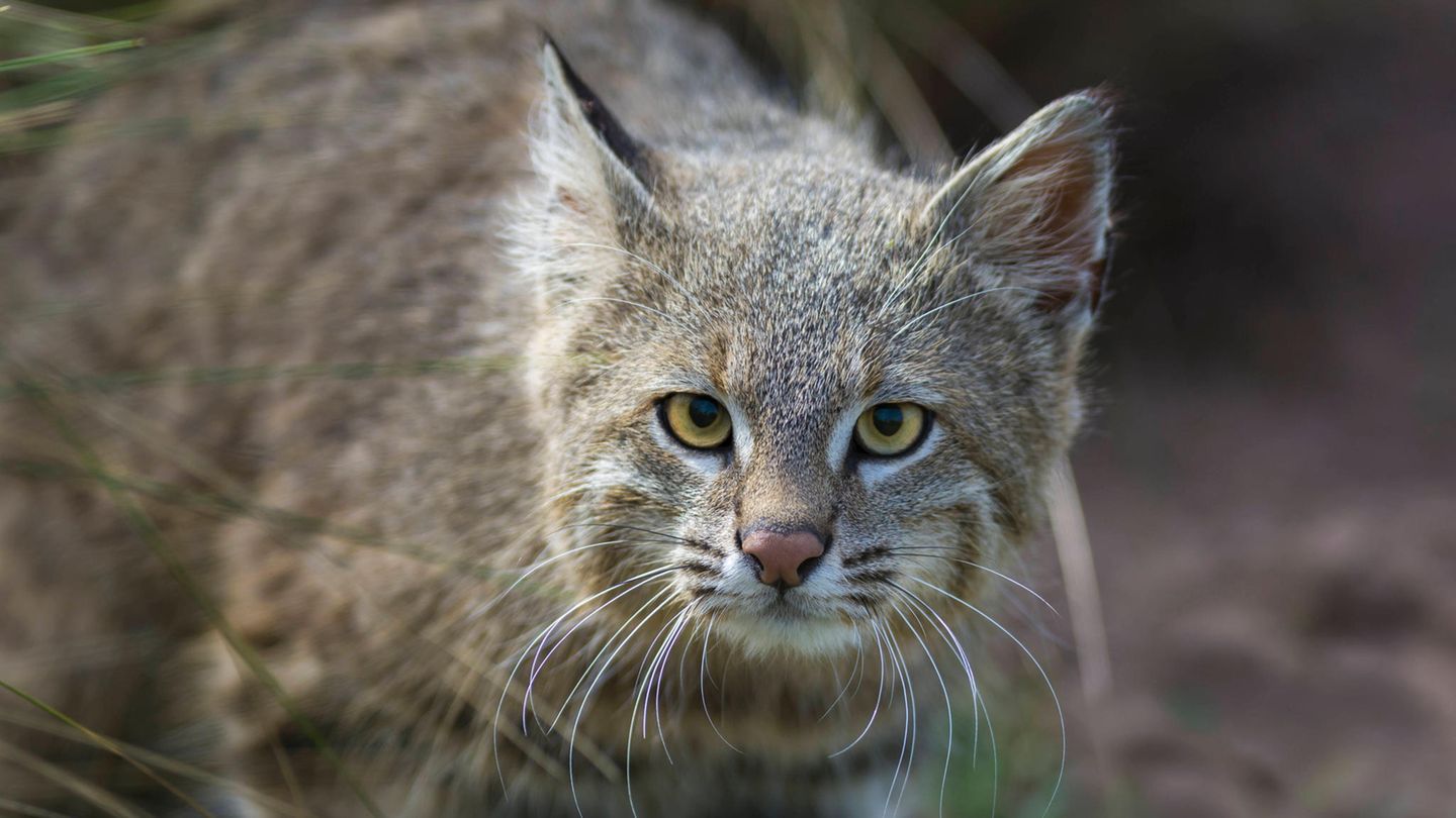 Katze Wildkatze Pampaskatze