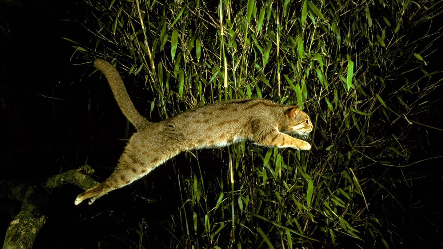 Katze Wildkatze Rostkatze Katze Wildkatze Rostkatze