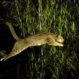 Katze Wildkatze Rostkatze