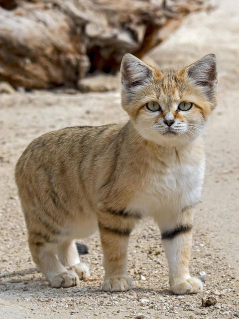 Katze Wildkatze Sandkatze