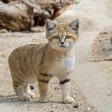 Katze Wildkatze Sandkatze