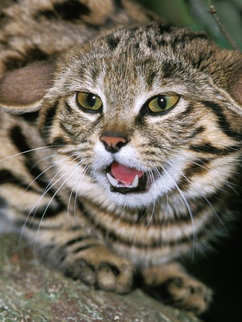 Katze Wildkatze Schwarzfußkatze