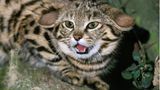Katze Wildkatze Schwarzfußkatze