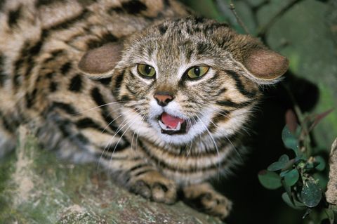Katze Wildkatze Schwarzfußkatze