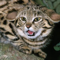 Katze Wildkatze Schwarzfußkatze