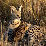 Katze Wildkatze Serval