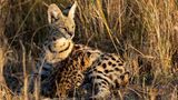 Katze Wildkatze Serval