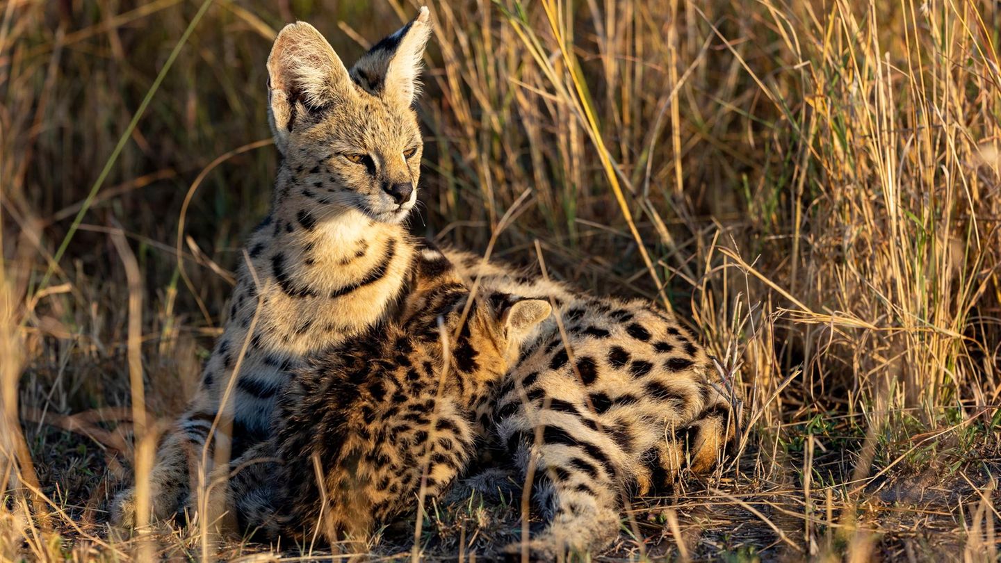 Katze Wildkatze Serval Katze Wildkatze Serval
