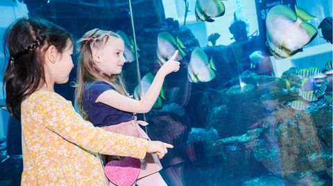 Tierschützer über Aquadom-Unglück: "Das Einsperren von Fischen zur Belustigung muss aufhören!"