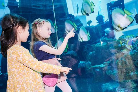 Tierschützer über Aquadom-Unglück: "Das Einsperren von Fischen zur Belustigung muss aufhören!"