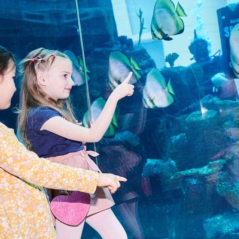 Tierschützer über Aquadom-Unglück: "Das Einsperren von Fischen zur Belustigung muss aufhören!"