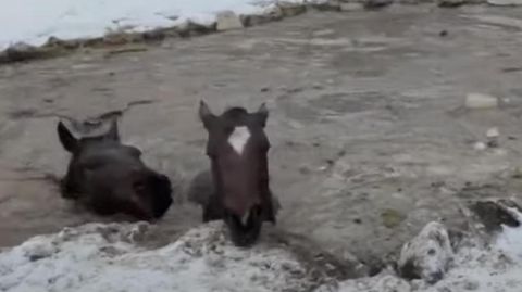 Kaum noch zu sehen: Vier Pferde brachen in eiskaltes Wasser ein.