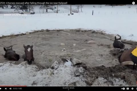 Kaum noch zu sehen: Vier Pferde brachen in eiskaltes Wasser ein.