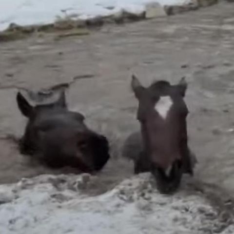 Kaum noch zu sehen: Vier Pferde brachen in eiskaltes Wasser ein.
