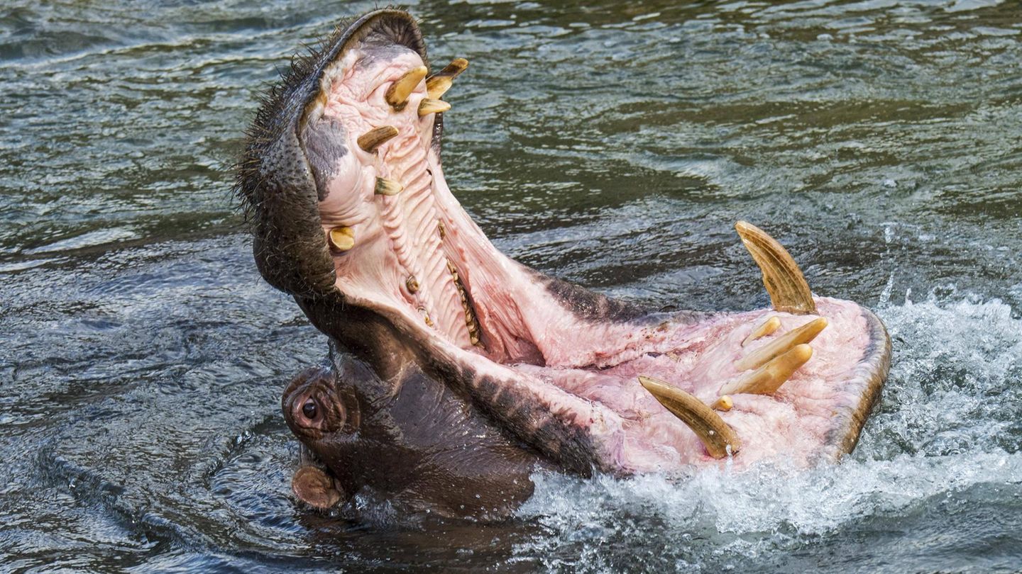 Maul eines Flusspferdes