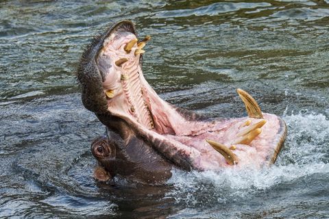 Maul eines Flusspferdes