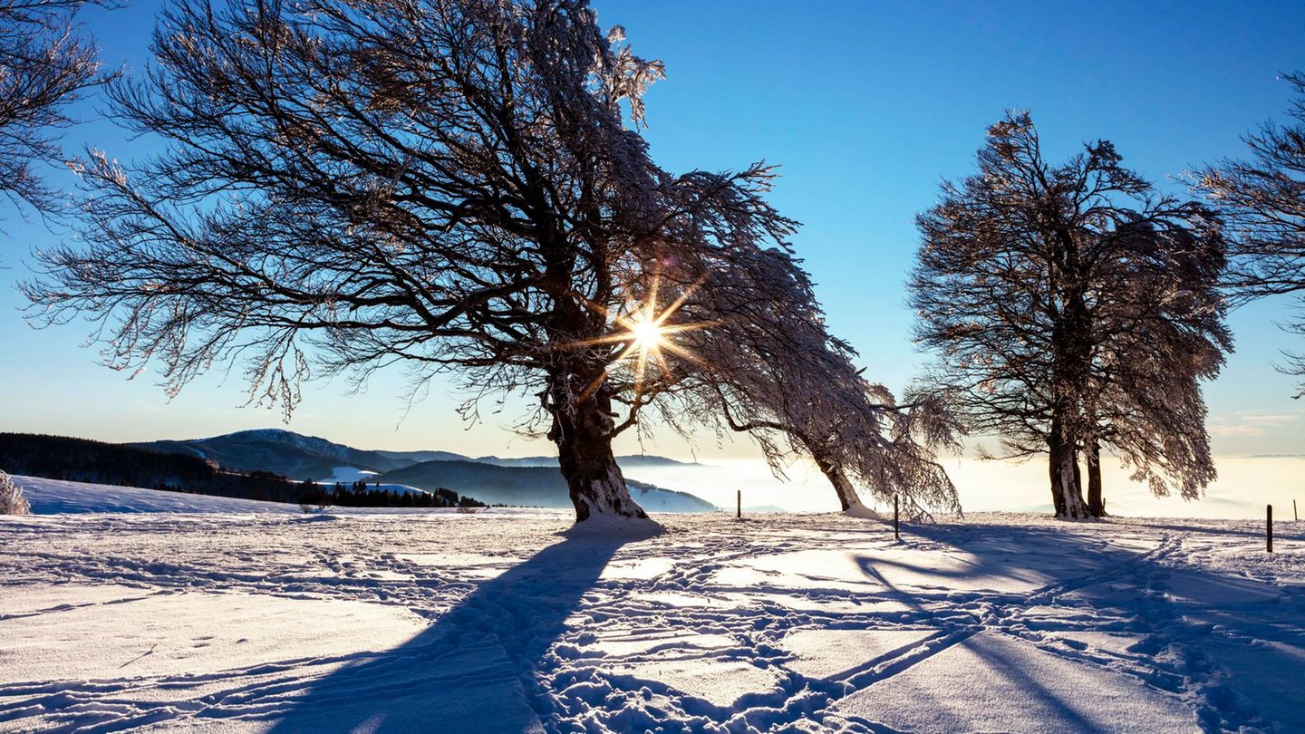 Ein Baum im verschneiten Schwarzwald.