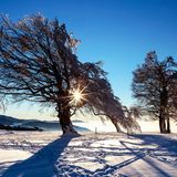 Ein Baum im verschneiten Schwarzwald.