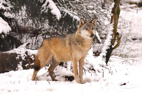 Wolf in Schnee