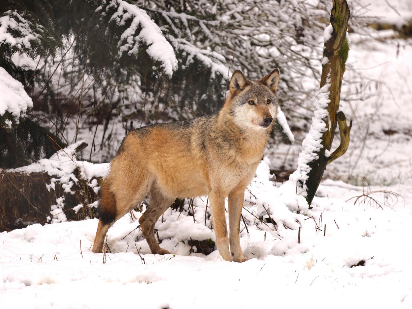 Wolf in Schnee