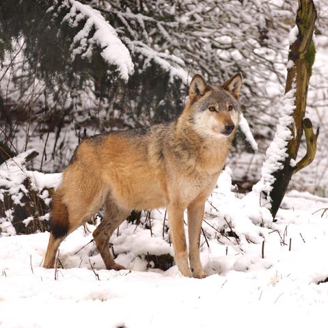 Wolf in Schnee