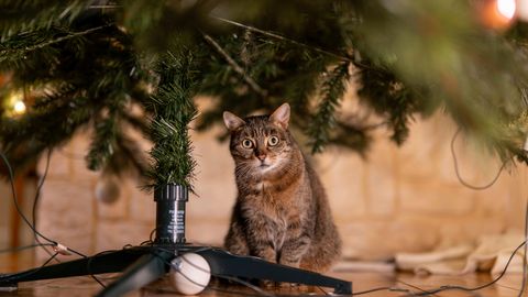 Eine Katze sitzt unter einem Weihnachten