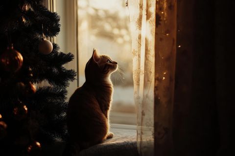 Eine Katze sitzt unter einem Weihnachten