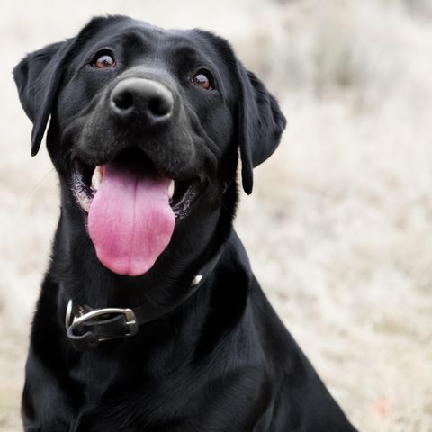 Hund landet in Saudi-Arabien statt in den USA