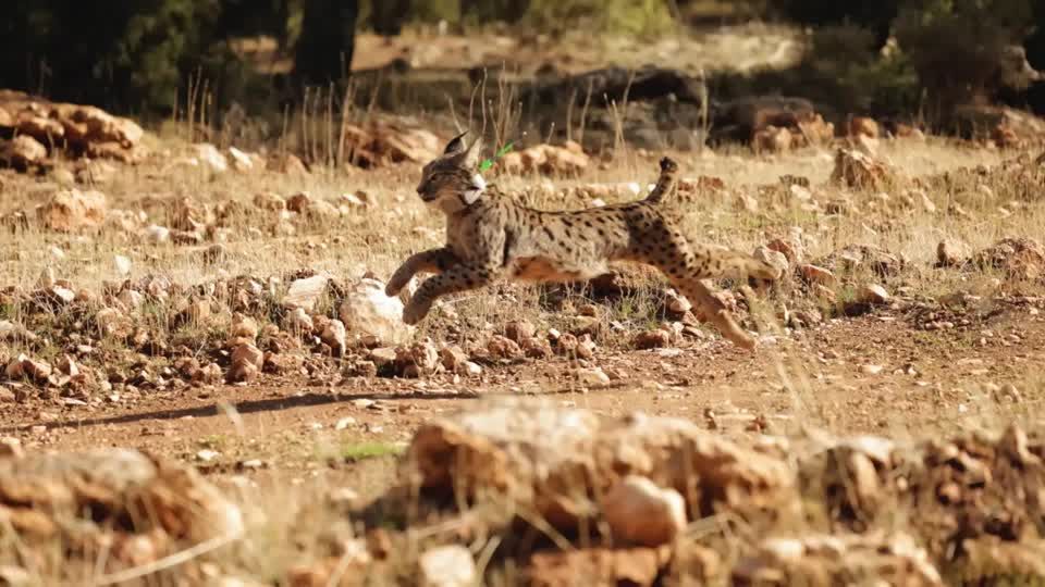 Video: Luchs, pass auf! Seltene Katzen in Südspanien ausgewildert