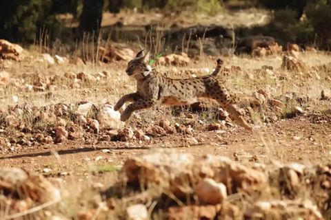 Video: Luchs, pass auf! Seltene Katzen in Südspanien ausgewildert