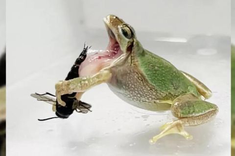 Genitalstachel