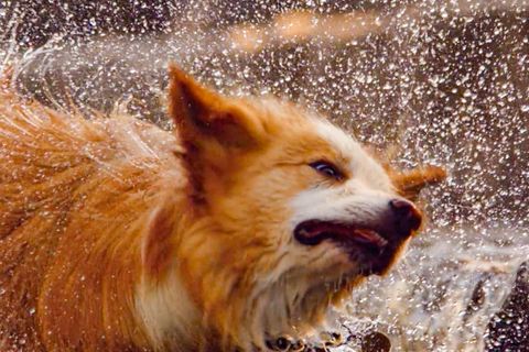 Hund schüttelt sich Wasser aus dem Fell: So funktioniert die effektive Technik der Vierbeiner