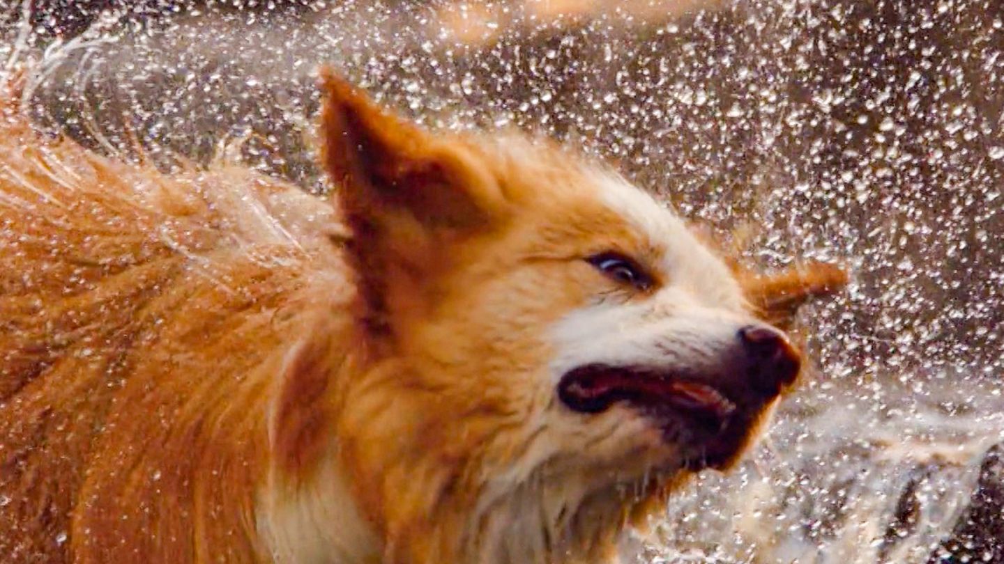印象的な映像: 犬が毛皮から水を振り出す – スーパースローモーションで見る 4 本足の友人の効果的なテクニック