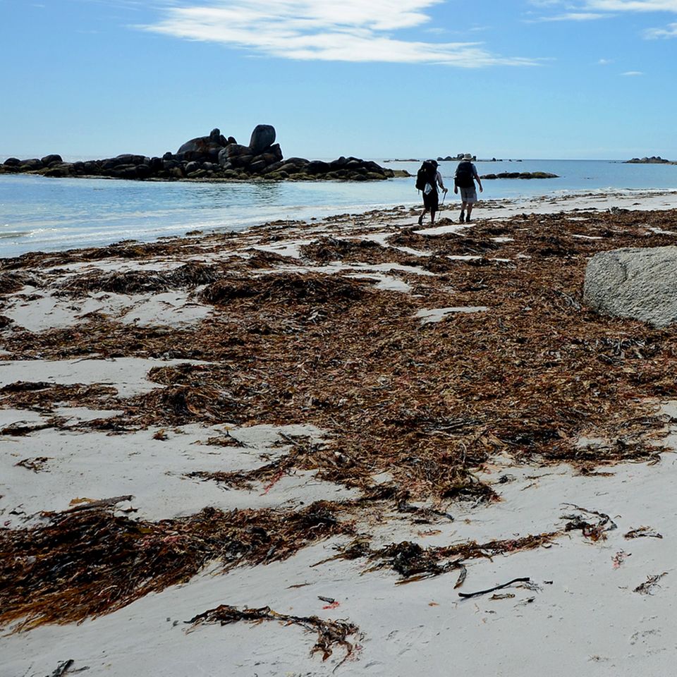Über einen Flokati von braunem Seetang: Das Gehen im Strand hat seine Tücken und ist beschwerlich. Der sandige Untergrund gibt oft nach, mit jedem Schritt sinkt man ein. Mehrere Kilometer geht es an abschüssigen Uferpassagen entlang; das geht auf die Gelenke. Häufig müssen auch raue Klippen überklettert werden. Wanderschuhe mit einem hohen Seitenhalt sind Pflicht.