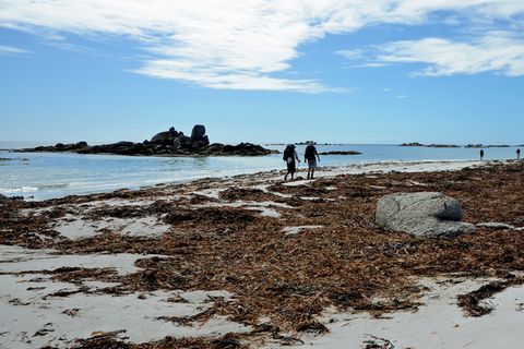 Über einen Flokati von braunem Seetang: Das Gehen im Strand hat seine Tücken und ist beschwerlich. Der sandige Untergrund gibt oft nach, mit jedem Schritt sinkt man ein. Mehrere Kilometer geht es an abschüssigen Uferpassagen entlang; das geht auf die Gelenke. Häufig müssen auch raue Klippen überklettert werden. Wanderschuhe mit einem hohen Seitenhalt sind Pflicht.