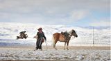 Die Provinz Baja-Ölgii liegt im äußersten Westen der Mongolei – eingeschlossen zwischen dem Altai-Gebirge und der Seenlandschaft von Atschit-Nuur. Hier konnte ein kasachisches Nomadenvolk eine jahrhundertalte Tradition bewahren: die Jagd mit dem Steinadler. Jedes Jahr im September demonstrieren die Jäger, die als Berkutschi bekannt sind, ihre Kunst. 