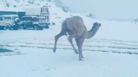 Video: Glückliches Kamel sieht zum ersten Mal Schnee