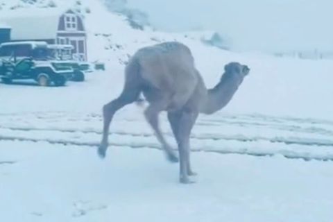 Video: Glückliches Kamel sieht zum ersten Mal Schnee