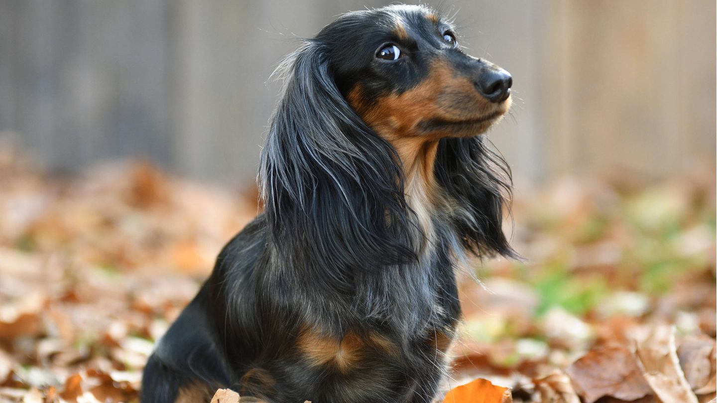 Eggnog for dogs New Year's fears with alcohol is that