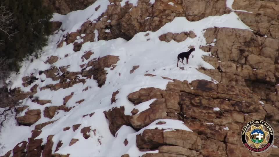 Video: Entlaufener Hund nach eisiger Nacht gerettet Video: Entlaufener Hund nach eisiger Nacht gerettet
