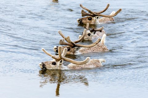 Rentiere im Wasser