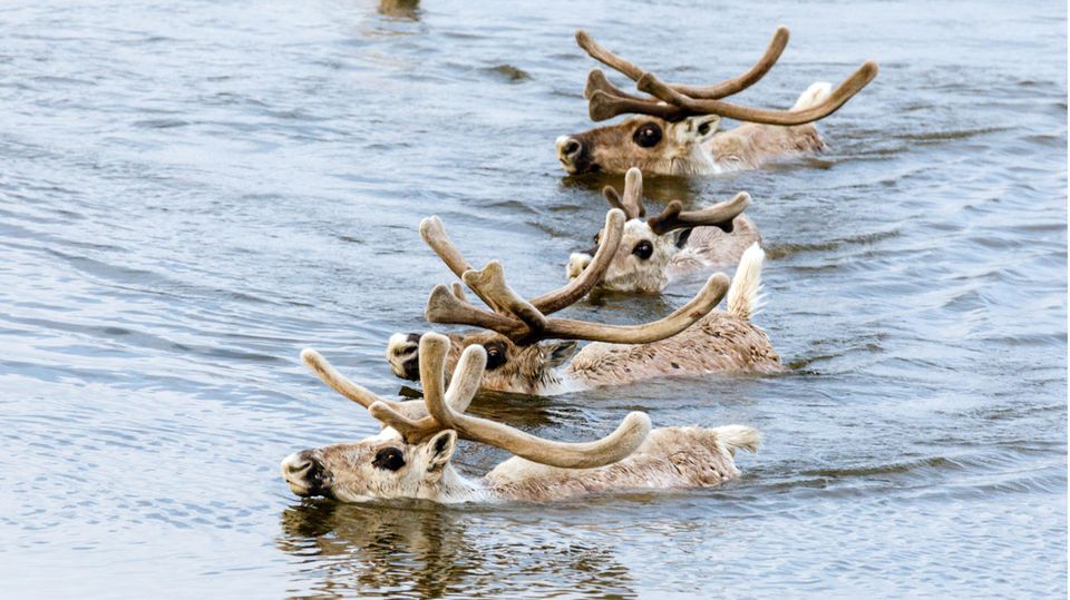 Rentiere im Wasser