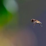 Eine Schwebfliege verharrt fast bewegungslos im Flug in der Nähe eines Sternfruchtbaums