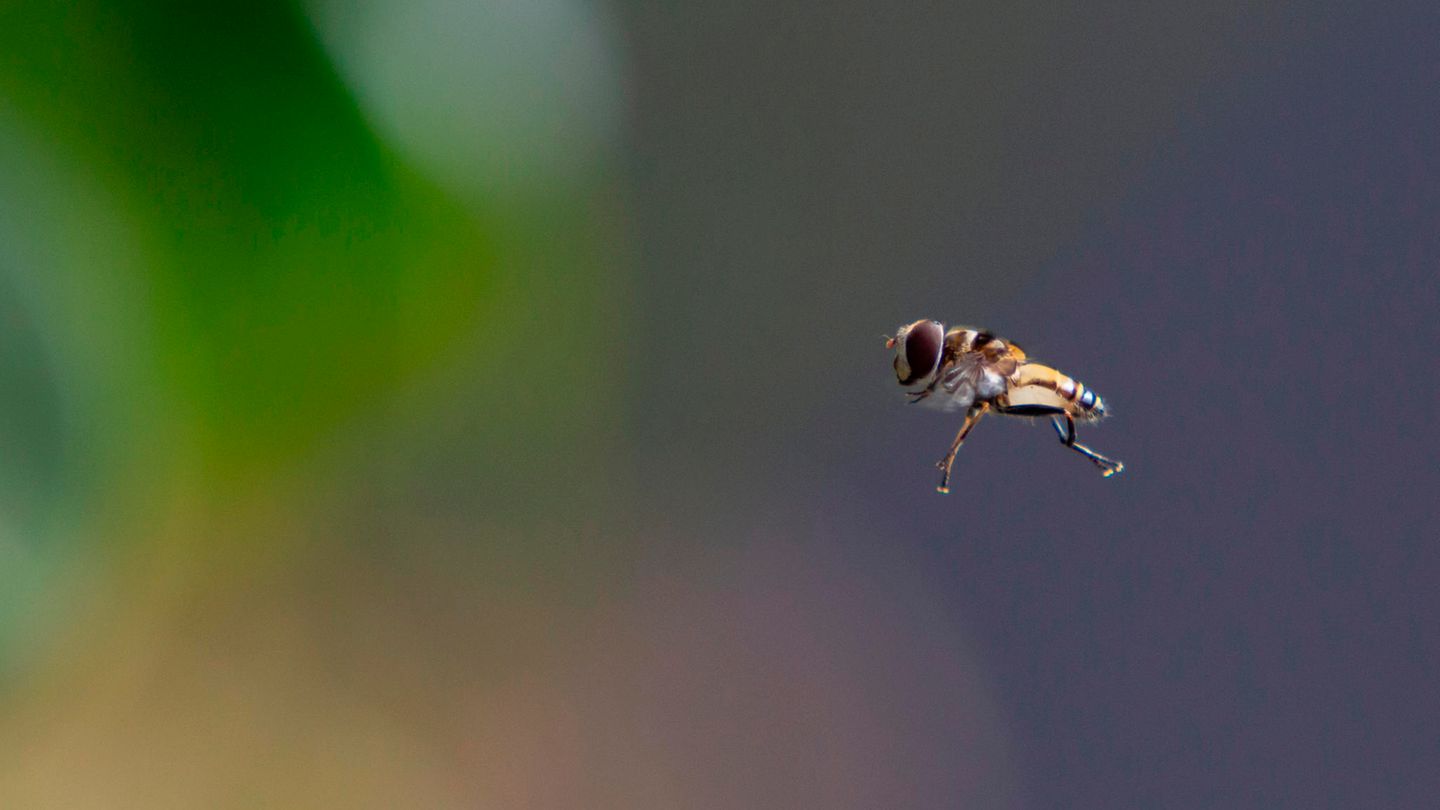 Eine Schwebfliege verharrt fast bewegungslos im Flug in der Nähe eines Sternfruchtbaums Eine Schwebfliege verharrt fast bewegungslos im Flug in der Nähe eines Sternfruchtbaums