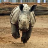 Morag, das sechs Wochen alte Kalb des Südlichen Breitmaulnashorns, springt durch ein Gehege