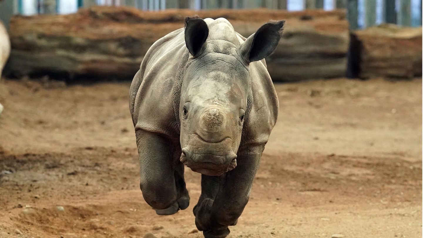 Morag, das sechs Wochen alte Kalb des Südlichen Breitmaulnashorns, springt durch ein Gehege