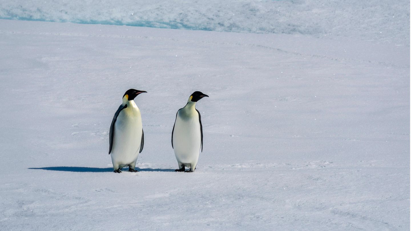 Zwei Kaiserpinguine stehen auf dem Eis Zwei Kaiserpinguine stehen auf dem Eis
