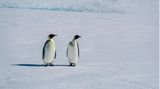 Zwei Kaiserpinguine stehen auf dem Eis